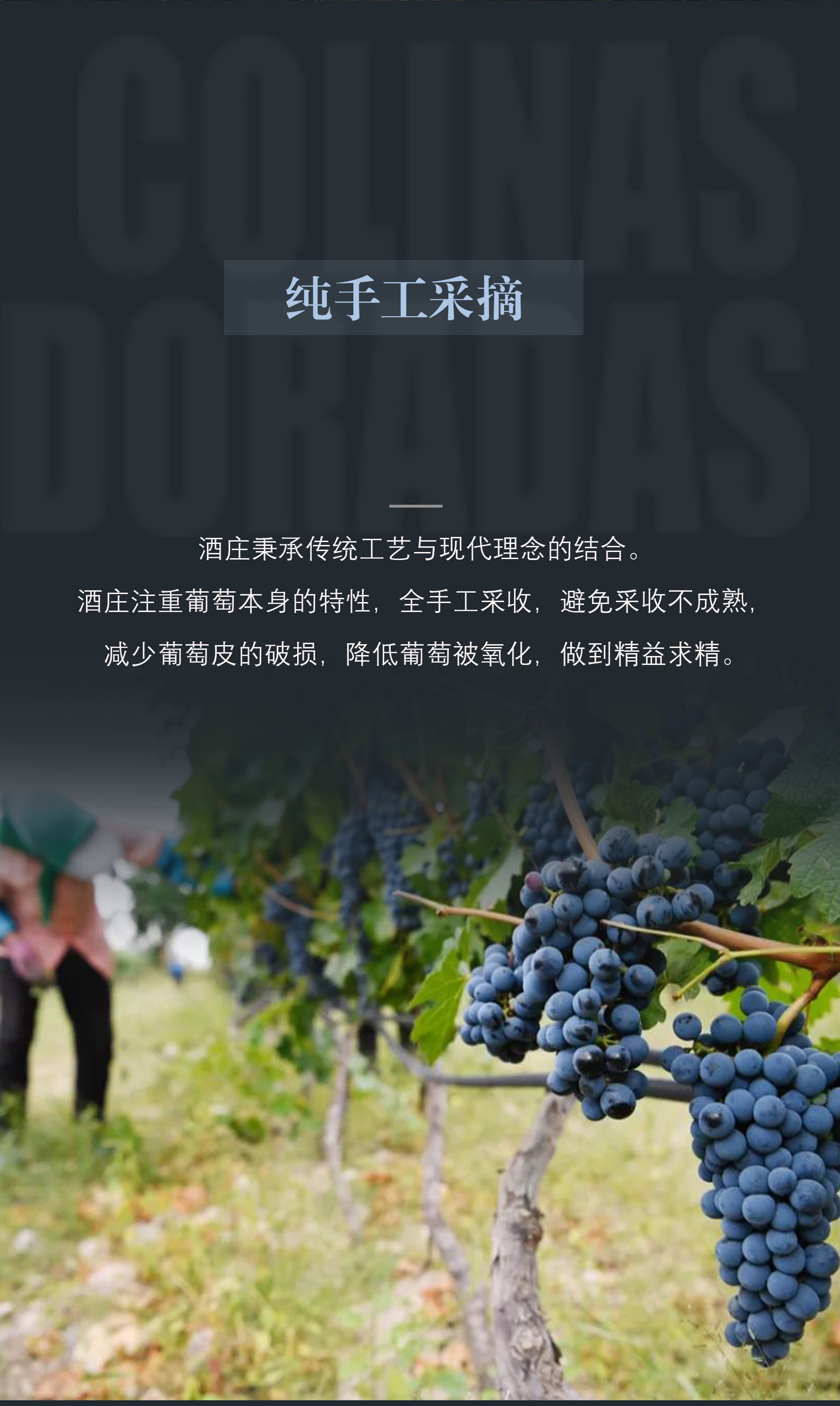 金色山(shān)丘紅葡萄酒
